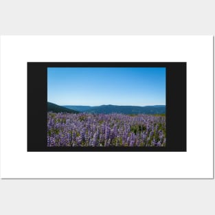 View of lupine and mountains Posters and Art